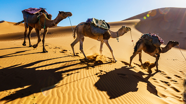 Three Wise Camels Three Wise Camels