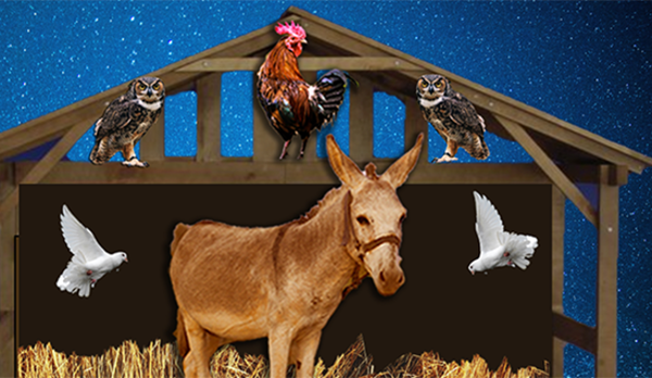 the-little-donkey-who-said-yes